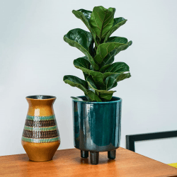 Image showing the Pisa Planter, H20 x W24 x D24cm, Emerald product.