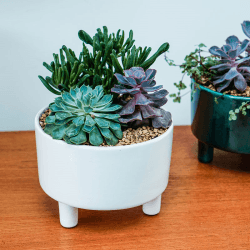Image showing the Pisa Bowl planter, H14 x W19 x D19cm, White product.