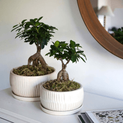 Image showing the Bonsai Set of 2 Planters, White product.