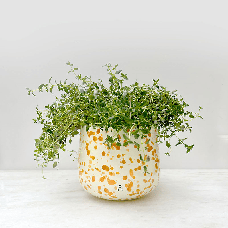 Splatter Indoor Planter, D15 x H13cm, Burnt Orange