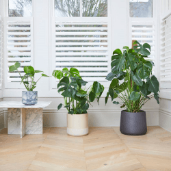 Image showing the Chaz the Swiss cheese plant with charcoal clay pot, 28 x 130cm product.