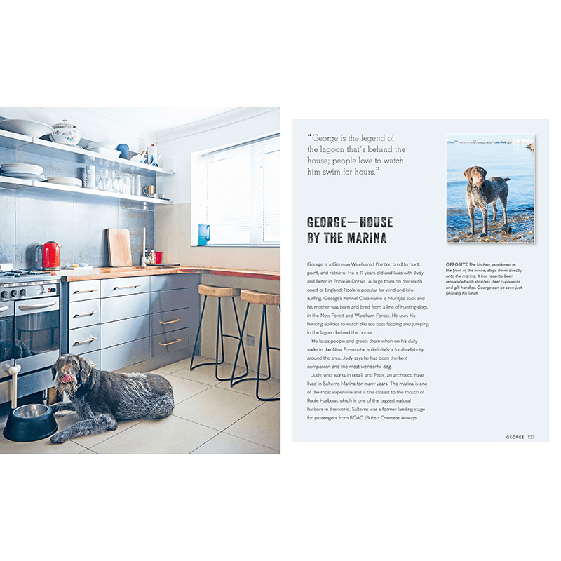 Cool Dogs, Cool Home Living In Style With Your Pet Pooch