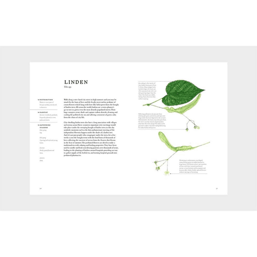Forage: Wild Plants to Gather and Eat Liz Knight