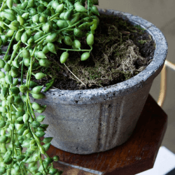Image showing the Faux String of Pearls Plant in Pot, Green/Grey product.