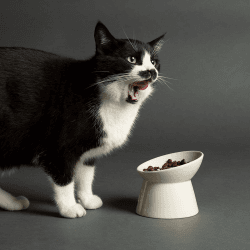 Image showing the Icon Cat Bowl, D12cm, Cream product.