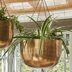 Image showing the Mayfair Indoor Hanging Planter, H21 x D30cm, Antique Brass product.
