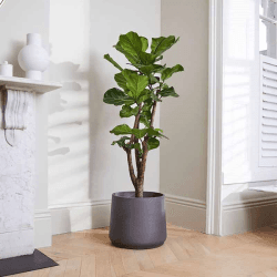 Image showing the £200 Patch Plants Gift Voucher product.