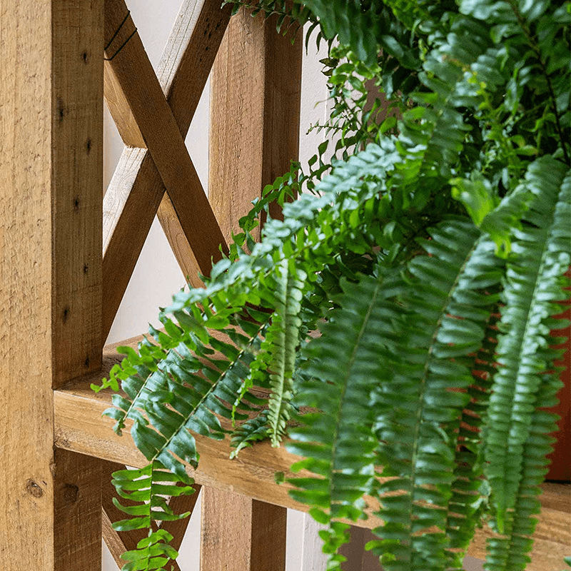 Oxhill Console Table, Natural