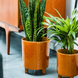 Image showing the Pisa Planter, H20 x W24 x D24cm, Mustard product.