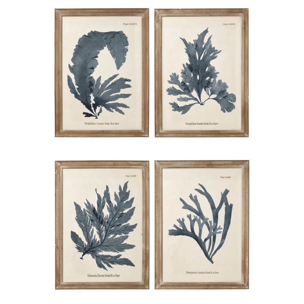 Seaweed Set of 4 framed prints, H61 x W83cm