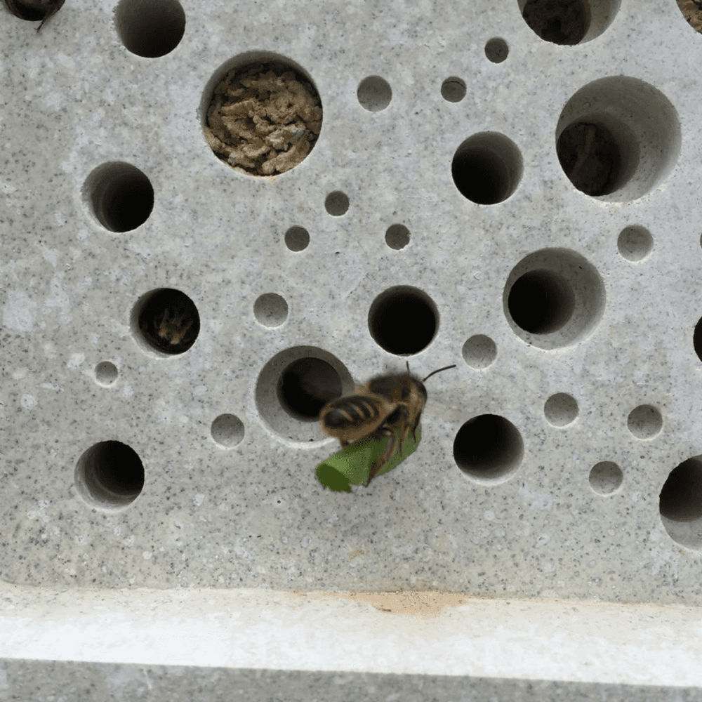 Beepot Concrete Planter and Bee House - Mini; White, White