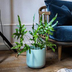 Image showing the Lisbon Planter, H25.5 x W26 x D26cm, Mint Green product.