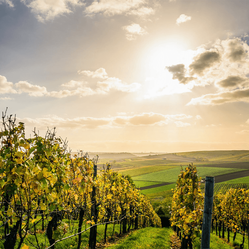 Honeymoon Vineyard Tour for Two