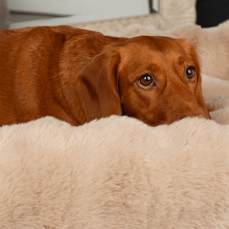 Supersoft Alpine Box Bed, 90 x 70cm, Champagne