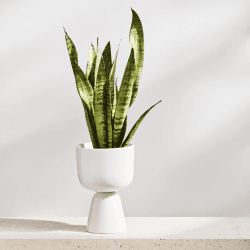 Image showing the Nappula Plant Pot, White,Small, White product.