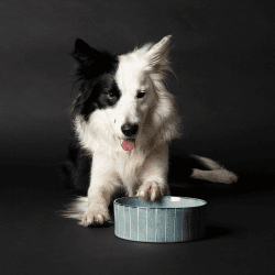 Image showing the Reactive Glaze Dog Bowl, D19cm, Pinstripe product.