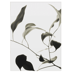 Image showing the Floating Leaves 09 - A2 FSC Print, 60 x 42cm product.