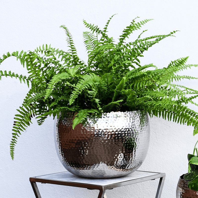 Hammered Bowl planter, H21 x W30 x D30cm, Nickel