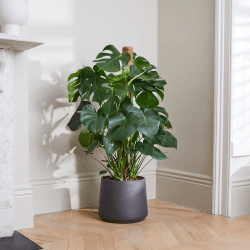 Image showing the Chaz the Swiss cheese plant with charcoal clay pot, 28 x 130cm product.