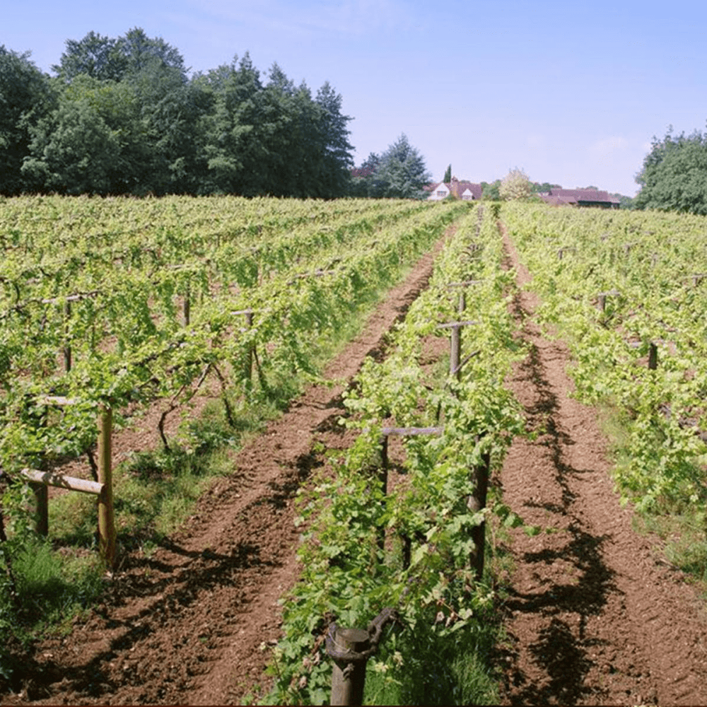 Winery and Brewery Tour for Two with Tastings