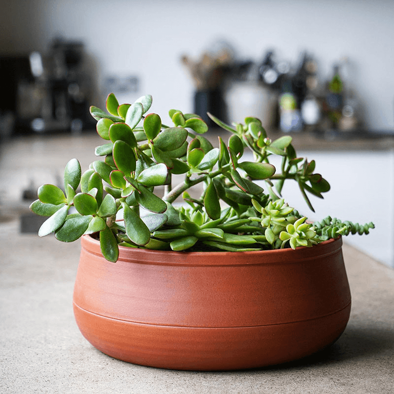 Kew Temperate House Handthrown Statement Bowl, D30cm, Burnt Umber