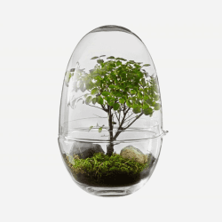 Image showing the Grow Medium greenhouse, D12 x H24cm, Clear product.