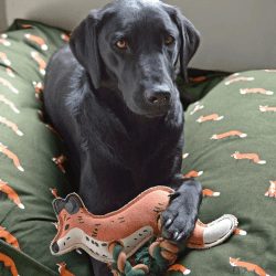 Image showing the 'Foxes' Dog Toy product.